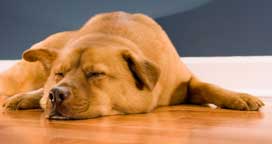 Which wooden floors work the best with dogs